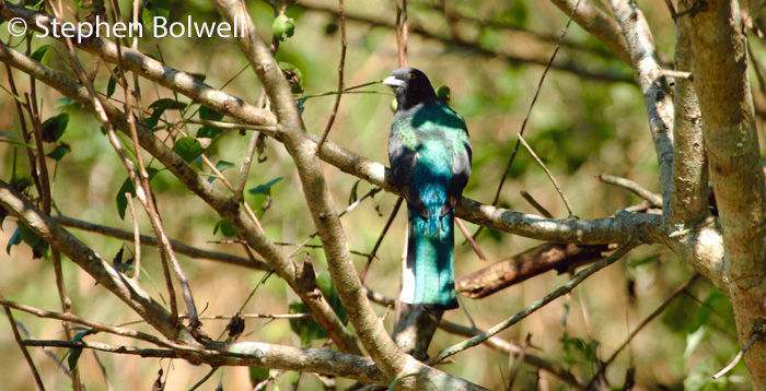 The Ciroeline trogon was clearly visible in a tree not far from the track, but strong contrasty light made photographing the bird difficult.