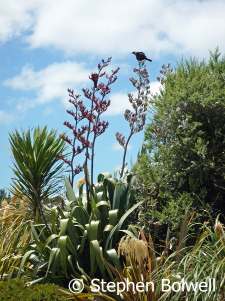 This feeding on flax flowers in our New Zealand garden in 2009. Only a few years earlier this had been sheep pasture.