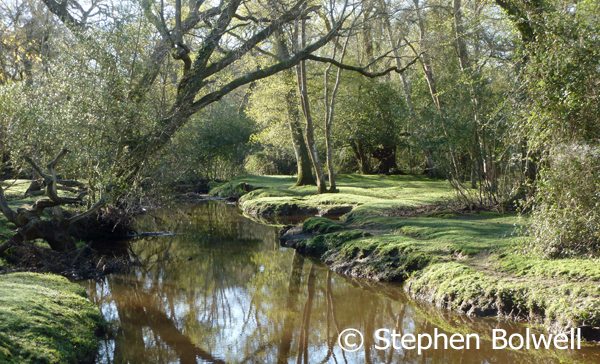 Many New Forest streams are very beautiful, but their banks are often barren and grazed completely free of undergrowth - in the past this certainly wasn't the case.