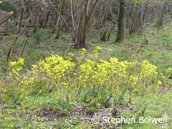Wood spurge growing nicely, and celendines in the foreground along with wood anemones behind starting to come into flower. This kind of ground cover is non-existent on the open areas of the New Forest.