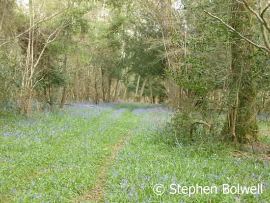 An off the Forest bluebell wood that hasn't been eaten out or trampled by livestock.