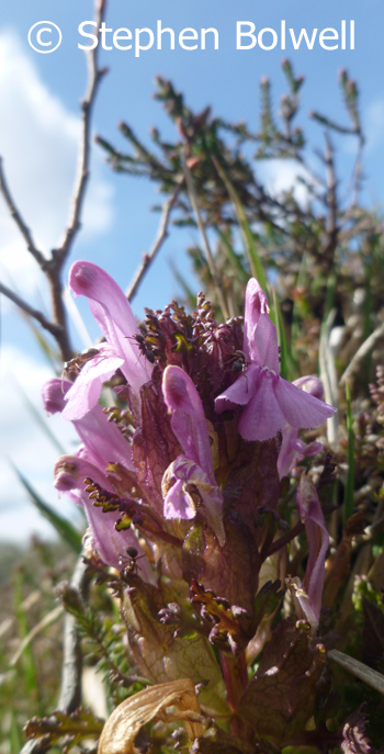 Lousewort, Pedicularis sylvatica attended by ants on well grazed heath this.