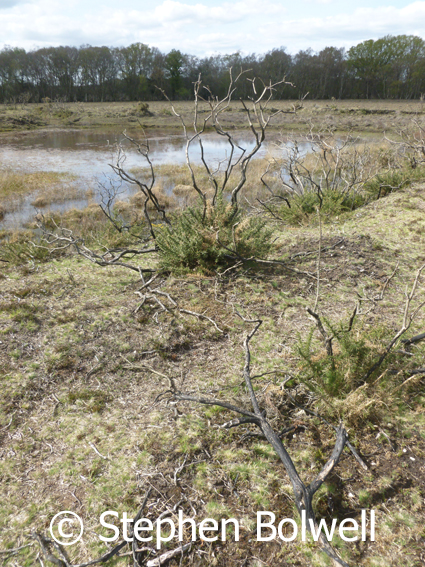 This the reverse view shows the gorse burnt, which is normal because crashing it or burning manages the plant and it grows back as it is doing here, but look closely at the ground, there no heather regeneration.