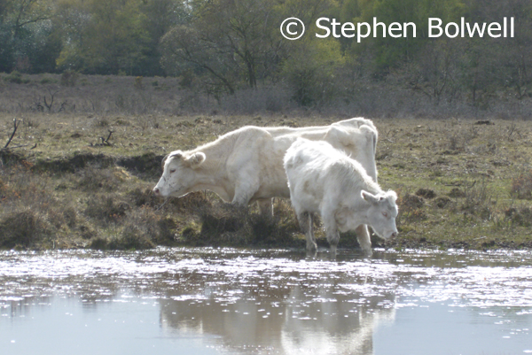 Besides New Forest ponies there are a lot of cattle in the area and their trampling presence is noticeable, especially around the edge of ponds.