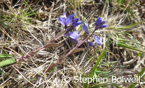 Heath milkwort, Polygala serpyllifolia - just satiny and lso present today.