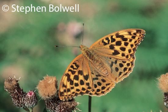 A silver-washed fritillary photographed regularly during the summers of the 1970s 80s will be less often seen in the Forest of this new Millennium  because there is little in the way of food plants for them, which is sad.