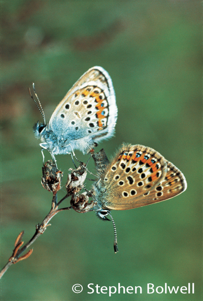 There is however a difference between short cropped heather and no heather at all.
