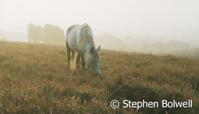 A New Forest Pony on open heath sometime in the 1990s. I an animal very fond of these animals, but the many that presently roam the forest need to be somewhere else, preferably under some teenage girl called 'Daphne' competing at gymkhanas somewhere in the home counties rather than has happened so often in the past - on a Frenchman's dinner table.