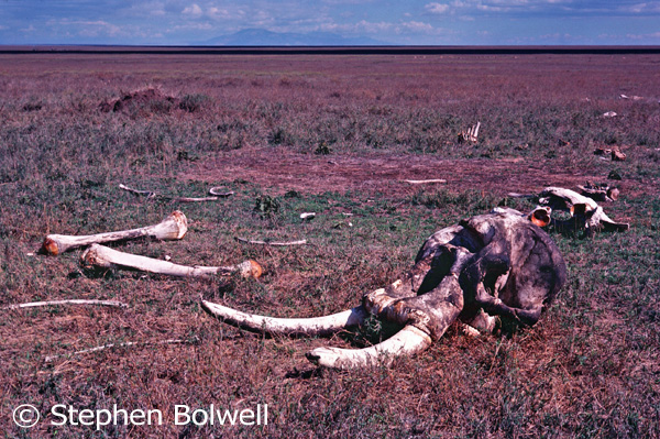 Apart from a few scavengers the elephant skeleton remained, more or less, in the same position as when the animal died.