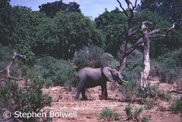 African elephants are kept species, when they pass an acacia seed in their droppings or push over a tree to get at the leaves, they are instrumental in creating the environment they and a great many other animals live in.