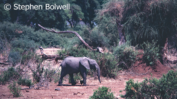 A young elephant with tusks too small to attract the poachers interest - but it is only a matter of time.