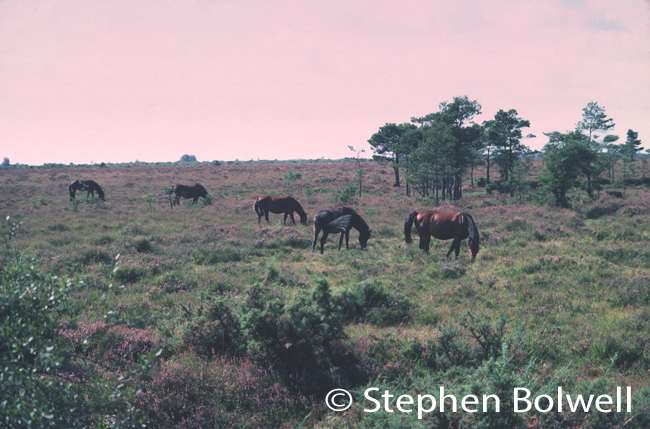New Forest heathland during the 1970s when heathlands were less heavily grazed. healthier