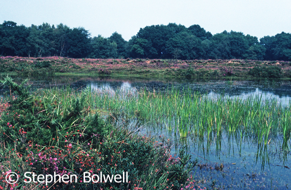 The same pond in the summer of 1978. A different time of year so it is unfair to make direct comparisons, but it is impossible not to notice that back then there was heather and other plant growth around the pond edge and it is not completely trampled.