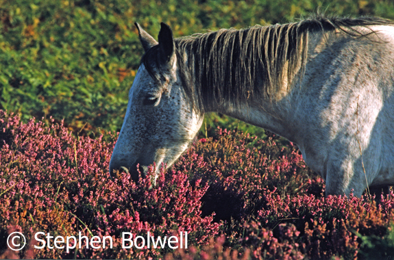 New Forest Pony in beautiful deep heather. Summer 2000.