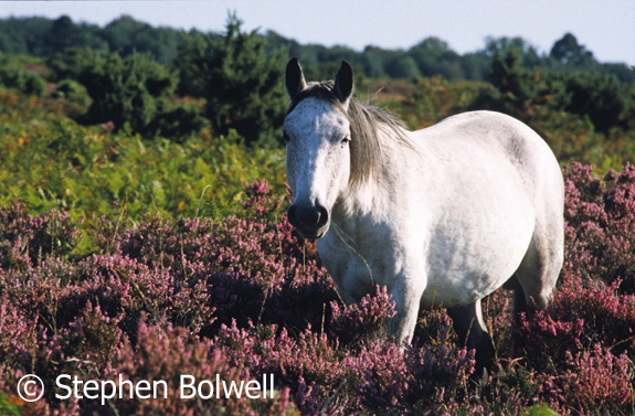A New Forest up to it's belly in heather and with long grass in its mouth isn't so often seen as it was back in the summer of 2000 when this picture was taken.