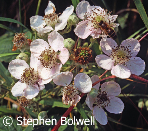 Through summer there is now very little bramble flower to feed butterflies and other insects on the open Forest during summer- this picture taken in July 1979.