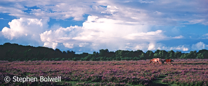Pony an foal crossing the heath. Summer 2000.