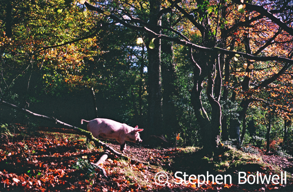 A presumably happy pig on his way in a search of acorns and anything else he can snuffle up Autumn 1999. Fritham.