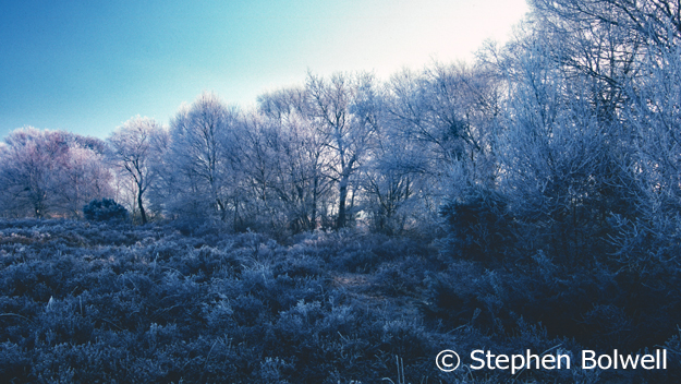 I took this picture on the other side of the stream in January of 2000 because it is unusual to see hoar frost lasting in the Forest when the sun has hit the branches of the trees, but it also srevees a record of the heathland at its most dormant and demonstrates that back then there was plenty of ground cover much of which is now been lost.