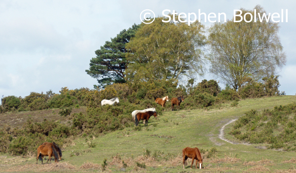The New Forest's Overgrazed Heathlands. – Take a Picture – Save the Planet