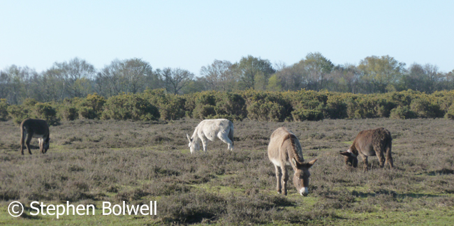 Donkeys grazing the open forest near Beaulieu.
