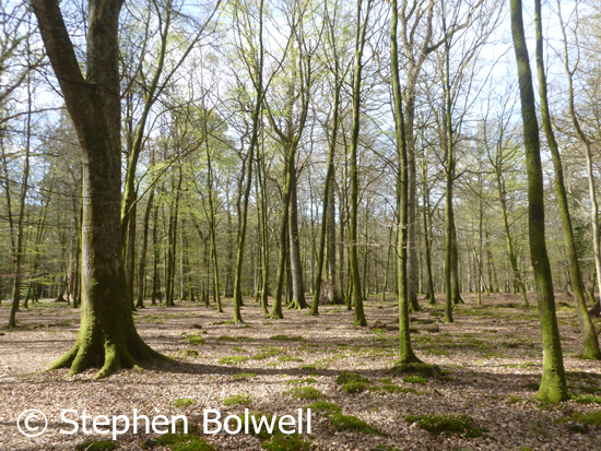 New Forest woodlands are frequently made up of  beach and oak. Here an area of young trees is devoid of understorey, which has been grazed out by livestock and deer.