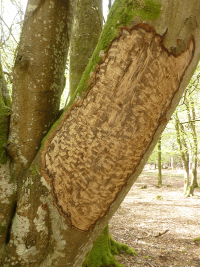It is not uncommon to find old beeches barked - in this case by ponies.
