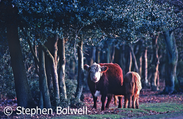 Cattle in mixed decision woodland on the open Forest in the late 1980s.