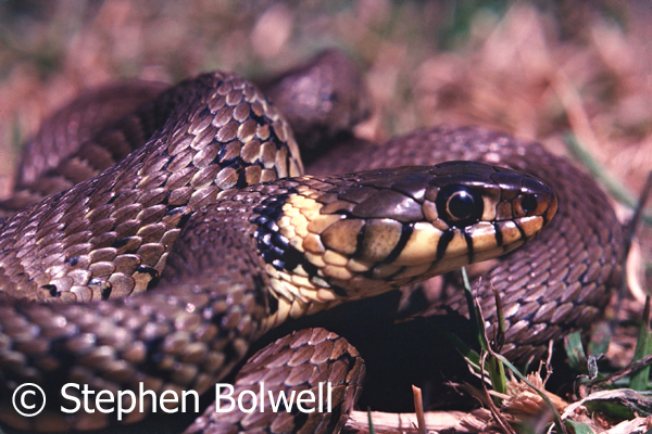 The grass snake, this one photographed here in the mid-1980s has also suffered habitat loss. 