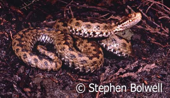 This female adder was one of my favourite subjects during the mid 1970s and I went on to film many of her offspring.