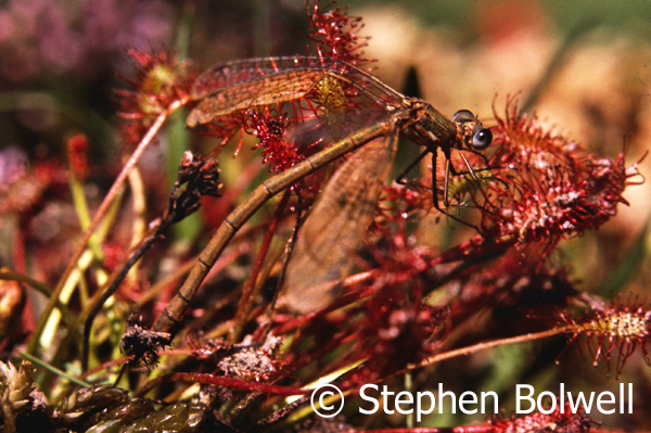 Damselfly caught on sundew - a carnivorous plant - on boggy heathland sometime in the mid-1980s.
