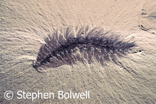 Here is something a bit more complicated Canadia spinosa - a swimming worm with long bristles. Almost everything from the Burgess Shale is a pain to photograph because the fossil remains tend to be very shallow and difficult to light.