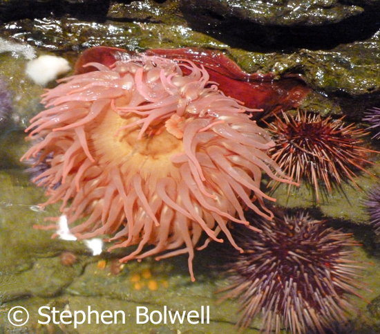 Sea Anemones have been around for more than 500 million years and sea urchins have existed for about 450 million years, although this spiny version is a little more recent and some species can live for a couple of hundred years