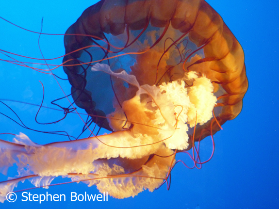 Animals with neural nets usually have radial symetry - this can be clearly seen by looking up into a jellyfish where several similar parts of the animal are arranged around a central axis.