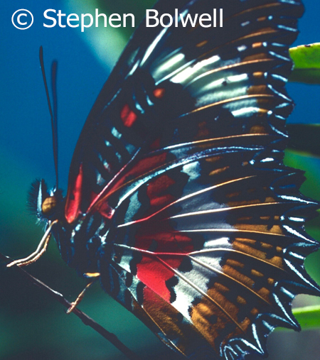 It is strange how selective we are. Butterflies are bug eyed monsters once you've got past their beautiful wings!