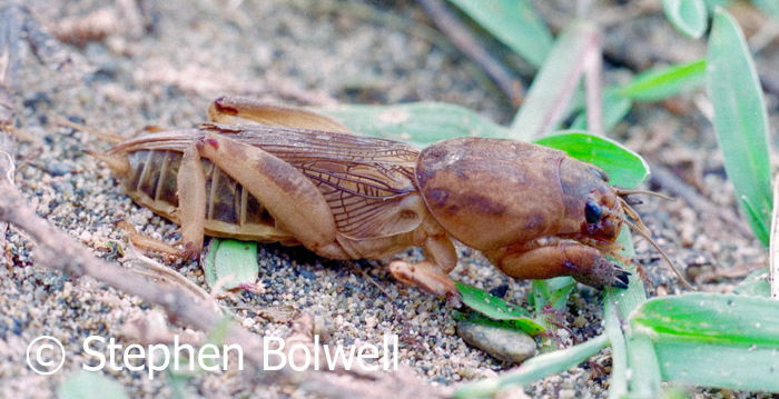 I've always liked the odd looking animals that most people don't like - this ones a mole cricket which is rather beautiful in its own way.