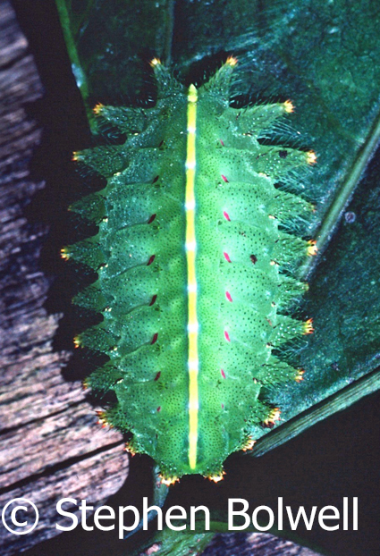 This caterpillar clearly has bilater symmetry.