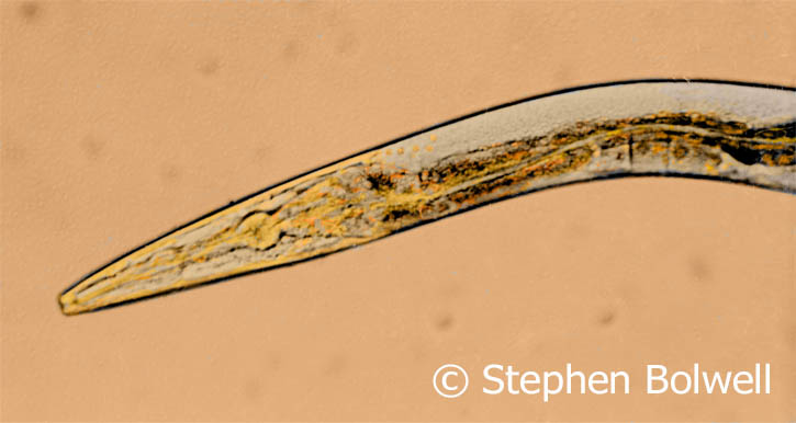 Cenorhabditis elegans has quite a lot going on inside and has some of the organs that we do, there is a gut (which can be seen here - the front end at least the rounded bulb is an oesophagus) and there are other internal organs which isn't bad for an animal that (in the male) only has 1036 cells a number that does not vary - the cells just grow as the worm gets bigger - which is great because that's one variable out the window straight away.