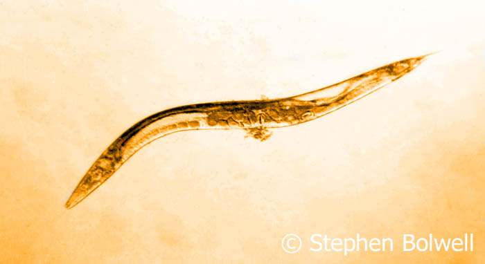 Caenorhabditis elegans