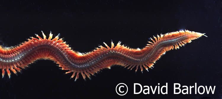 David Barlow's dark field picture clearly shows the ragworm Neries moving forward. Once forward motion has activated in accordance with the sensory input from the front end, firing the nervous system in each segment of the body in orderly progression is a fairly basic neuroligical process.