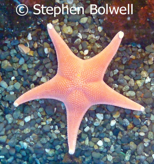Starfish also demonstrate radial symetry when you look down upon them.