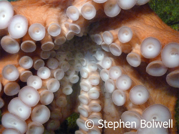 These are live octupus tentacles and their co-ordination is complex and often extraordinary.