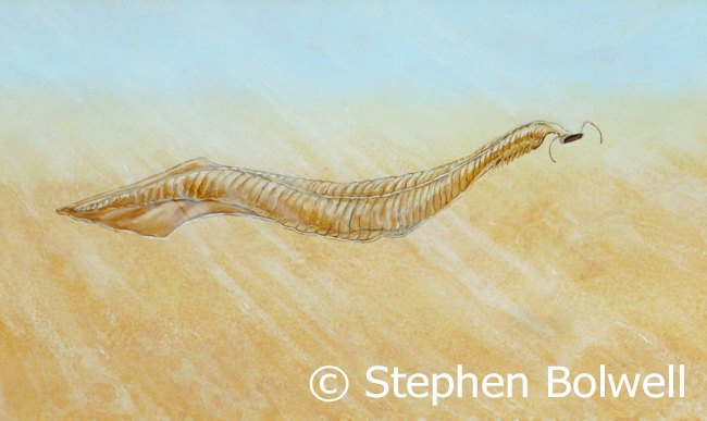I photographed a specimen from the Burgess Shale but it didn't show as much as my artists impression of the animal. Nevertheless a nerve chord clearly ran down the dorsal side. 
