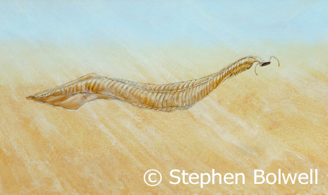 I photographed a specimen from the Burgess Shale but it didn't show as much as my artists impression of the animal. Nevertheless a nerve chord clearly ran down the dorsal side.
