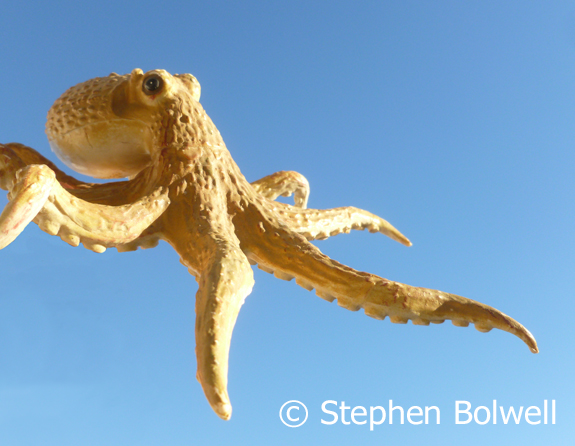 An octopus has a brain that rivals some vertebrates, but not this one it is a plastic toy held up to the sky - favoured animals always end up duplicated as toys and this one sits at the end of the bath.