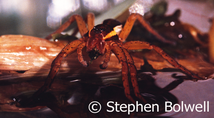 Spiders are not short on sensory ability, as ruthless predators their eye sight is usually good but this is dependend upon species - most spiders have eight eyes. They also sense vibration well, this Dolomedes which is not a spider that uses a web senses movement on the surface of the ponds where it sits and waits for prey.