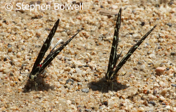 And here are a couple orientating to the harsh tropical sun as it moves across the sky, exhibiting as little surface area as they can to its rays about an hour after mid-day. On a still day, if the temperature was standard one day to another you could tell the time by the angle they adopt. Early in the day the would have their wings open to gain body heat and they don't need complex brains to think it through - they just do it.