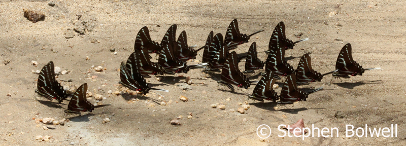 This kaleidascope of butterflies are all orientating in the same direction and they aren't thinking about it, the behaviour is hard wired into their system. Over millions of years, the butterflies that orientate correctly, either to best camouglage or in this case maintain body temeprature have survived and passed the bahaviour on have survived to produce the next generation of butterflies.