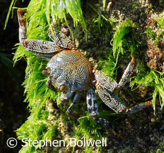 Crabs utilse their forelimbs to great effect with feeding as their primary function - this Hawaaian rock crab is feeding on seaweed. crabs with more developed pincers will also used them for defence and males will often wave them about in complex displays to impress females.