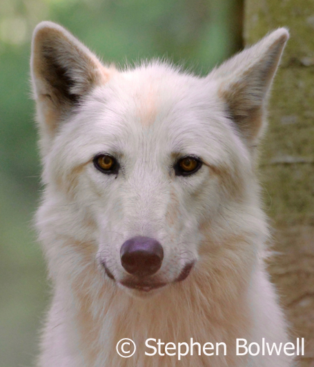 Yep. There's more going on behind these eyes than any sheep.